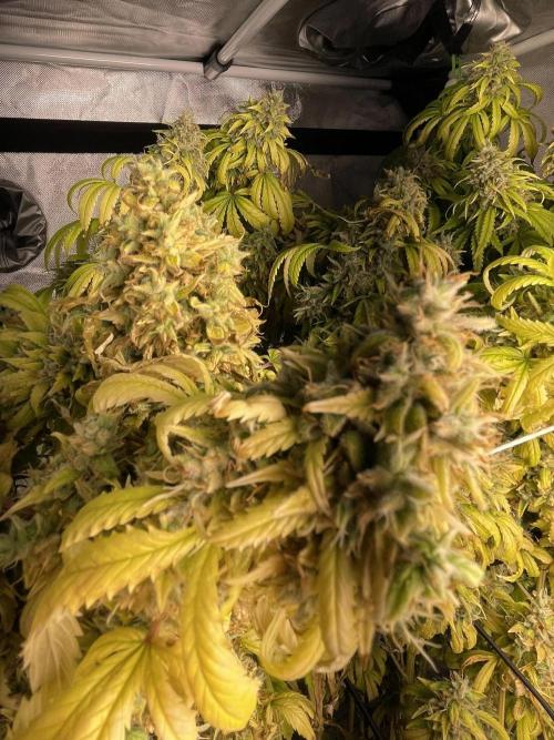 Blue Dream - Plant #4. Week 30