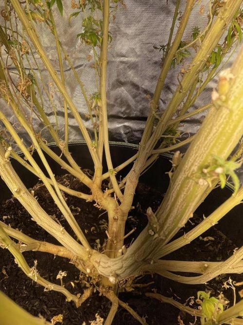 Blue Dream - Plant #4. Week 30
