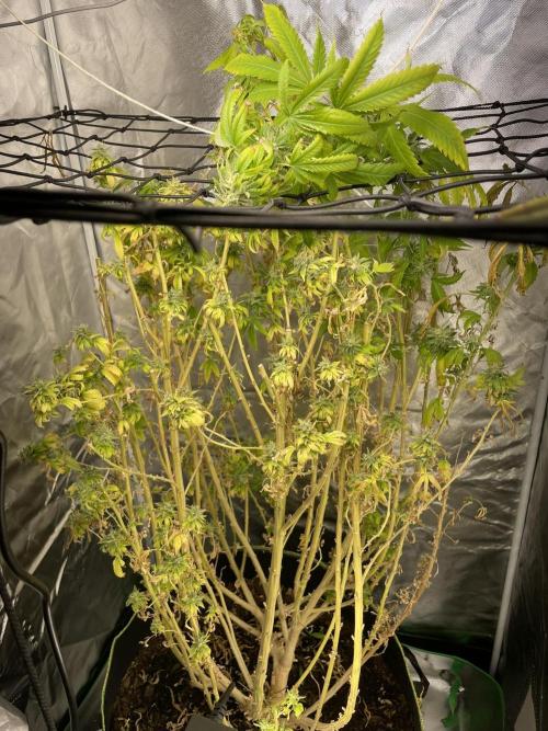 Blue Dream - Plant #4. Week 30