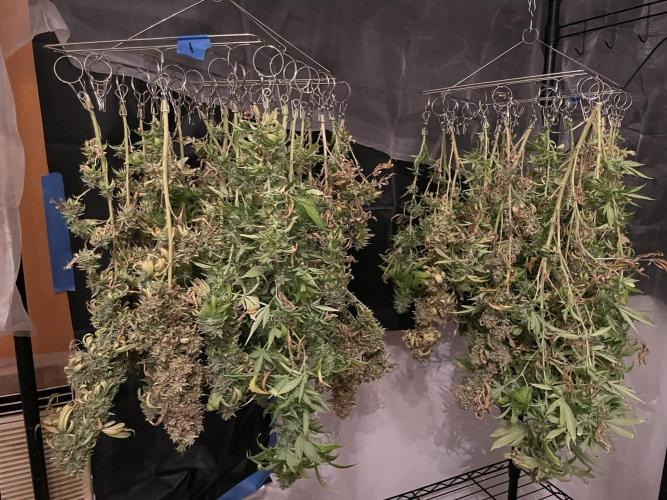 Blue Dream - Plant #4. Week 30