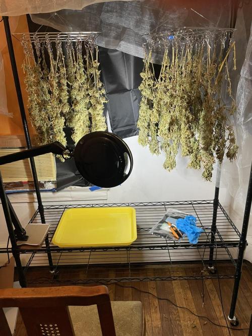 Blue Dream - Plant #4. Week 30
