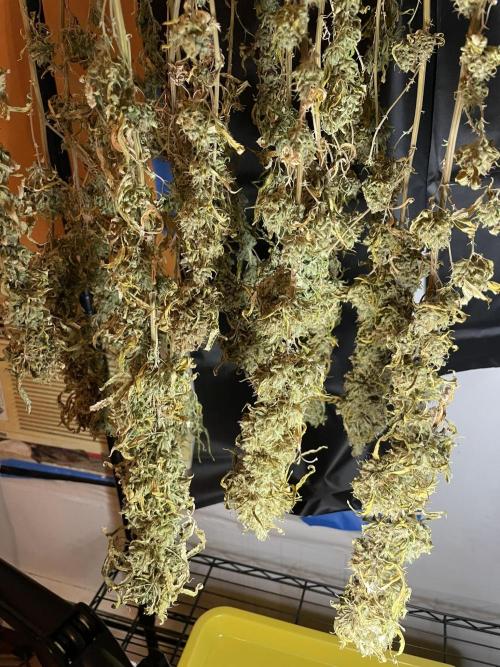Blue Dream - Plant #4. Week 30