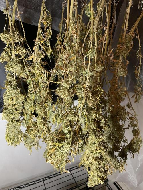 Blue Dream - Plant #4. Week 30