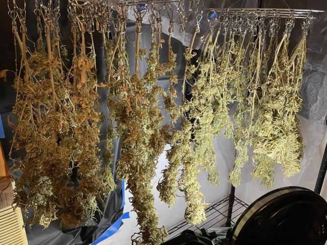 Blue Dream - Plant #4. Week 30