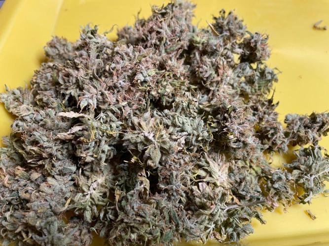 Blue Dream - Plant #4. Week 30