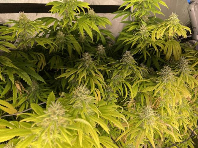Blue Dream - Plant #4. Week 30