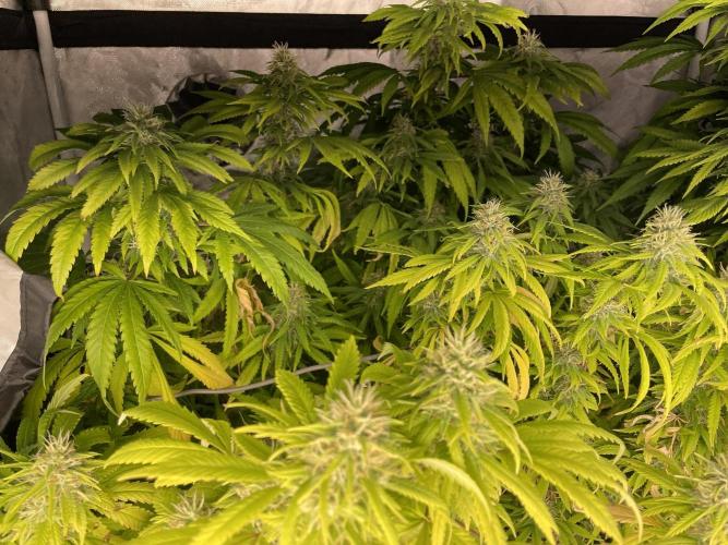 Blue Dream - Plant #4. Week 30