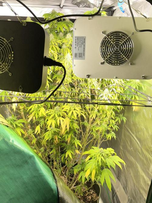 Blue Dream - Plant #4. Week 30