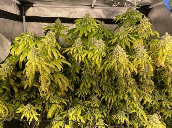 Blue Dream - Plant #4. Week 30