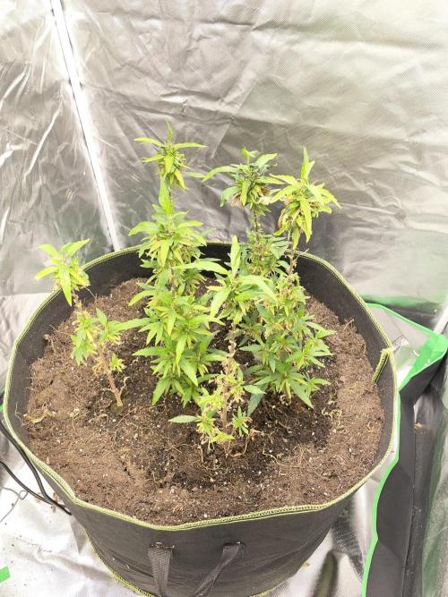 2nd Generation Clones - 6 plants. Week 1