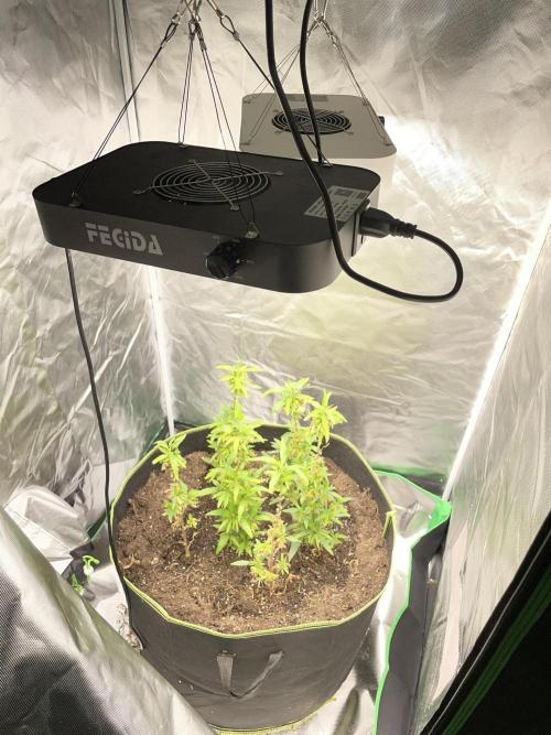 2nd Generation Clones - 6 plants. Week 1