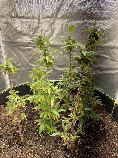 2nd Generation Clones - 6 plants. Week 1