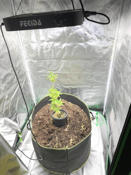 2nd Generation Clones - 6 plants. Week 1
