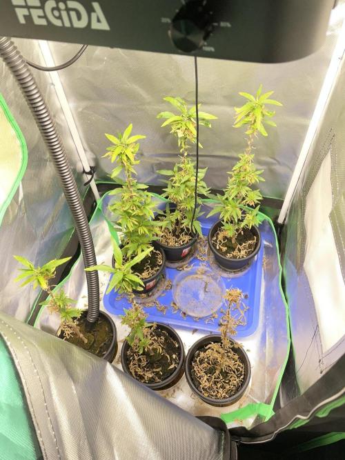 2nd Generation Clones - 6 plants. Week 1