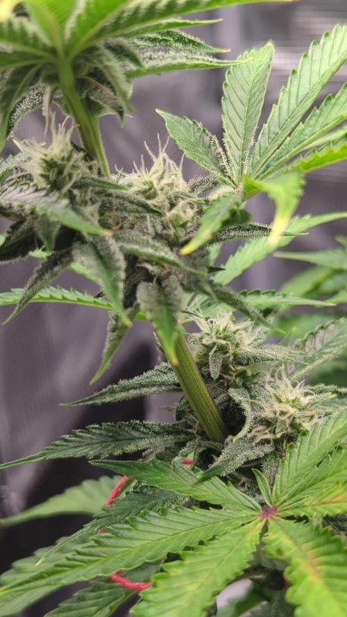 Sherbet Queen Auto | Royal Queen Seeds