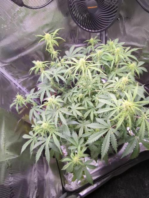 Northern Light Auto - Royal Queen Seeds