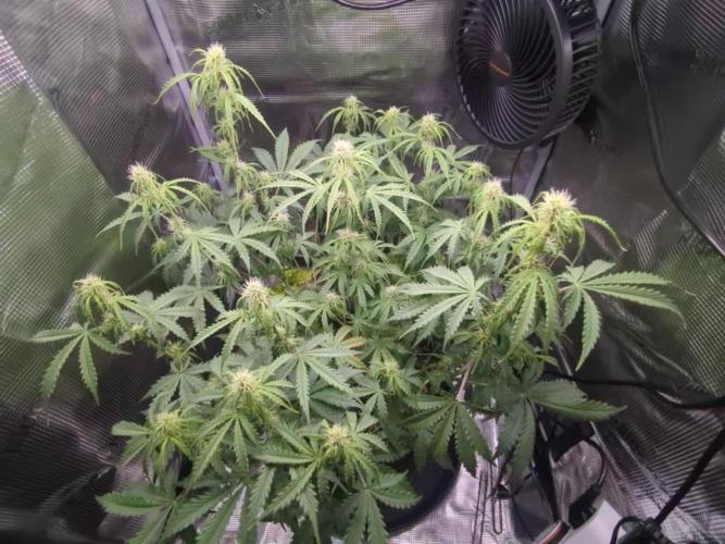 Northern Light Auto - Royal Queen Seeds