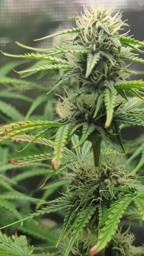 Northern Light Auto - Royal Queen Seeds
