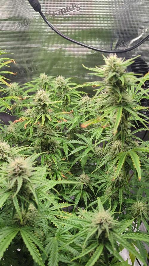 Northern Light Auto - Royal Queen Seeds