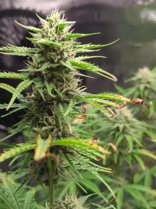 Northern Light Auto - Royal Queen Seeds