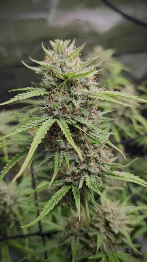 Northern Light Auto - Royal Queen Seeds