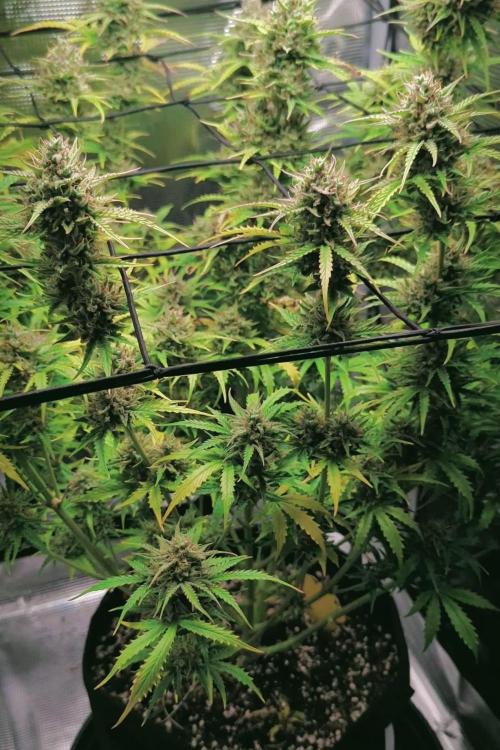 Northern Light Auto - Royal Queen Seeds