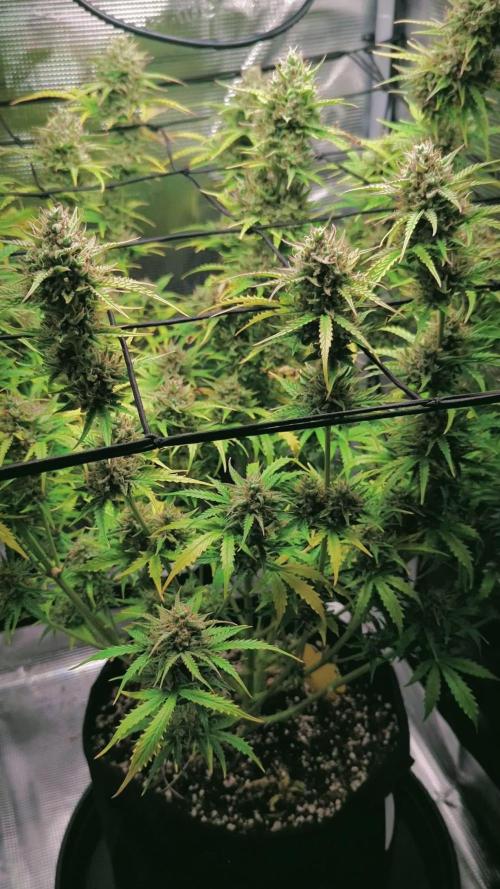 Northern Light Auto - Royal Queen Seeds