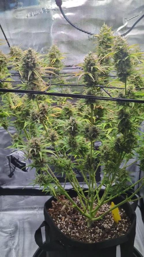 Northern Light Auto - Royal Queen Seeds