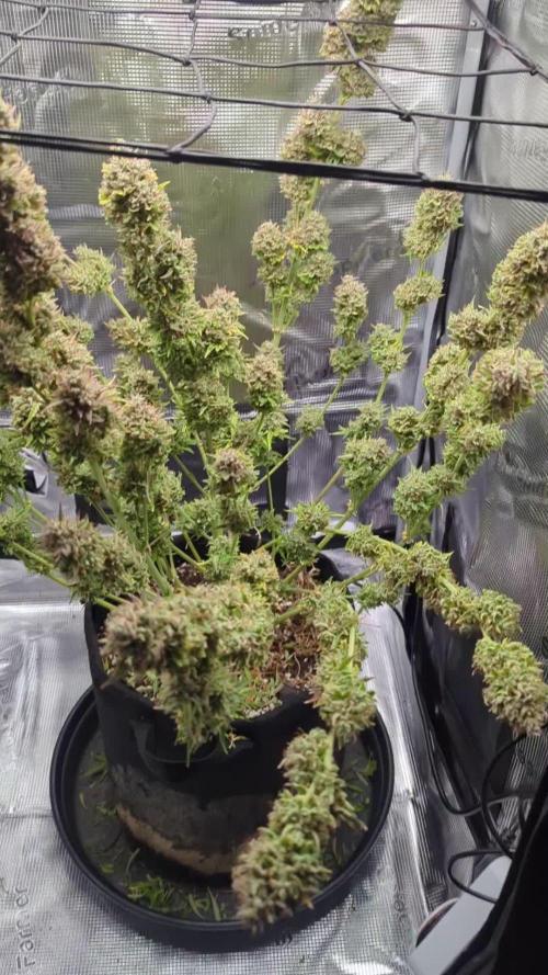 Northern Light Auto - Royal Queen Seeds