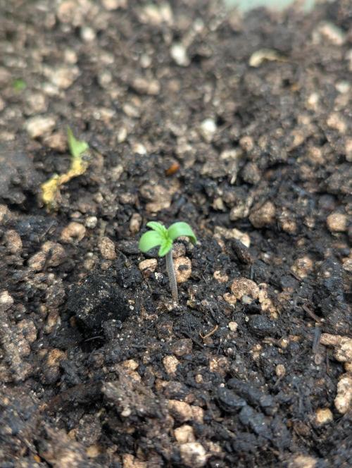 Winter Grow (RQS - SQA + MA). Week 0 - Sherbet Queen Automatic is up