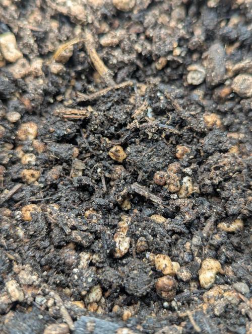 Winter Grow (RQS - SQA + MA). Week 0 - Mimosa Auto is nowhere to be seen