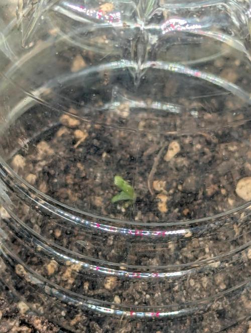 Amnesia Haze Automatic (S1) - RQS. Week 0