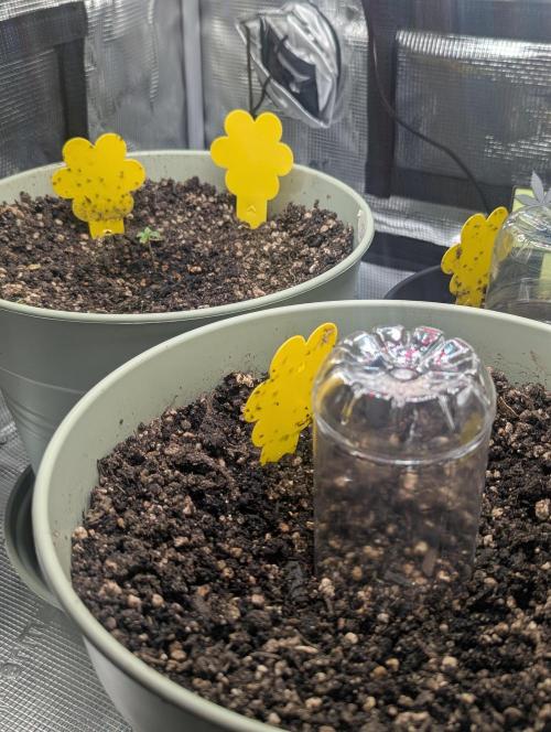 Sherbet Queen Automatic 2 | RQS. Week 0 - New Mimosa Auto planted, with the SQA in the back. 