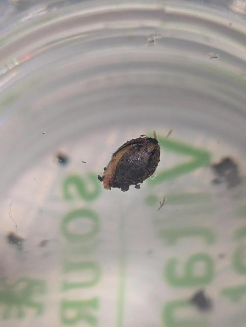 Sherbet Queen Automatic 2 | RQS. Week 0 - The decomposing failed germination of the Mimosa Auto. Now an experiment. 