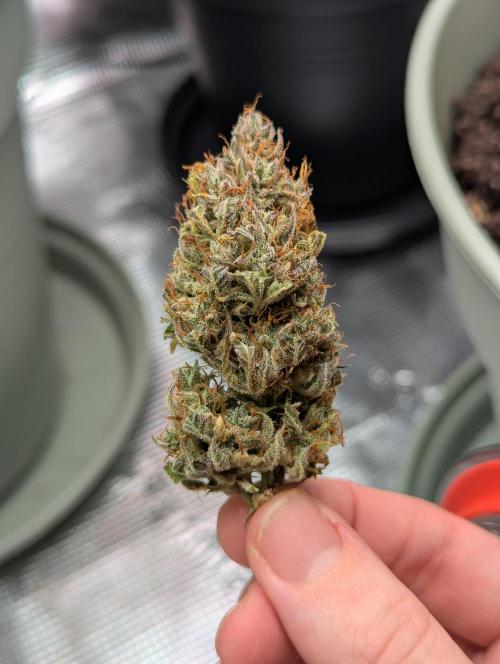 Northern Light Auto - Royal Queen Seeds. Week 10