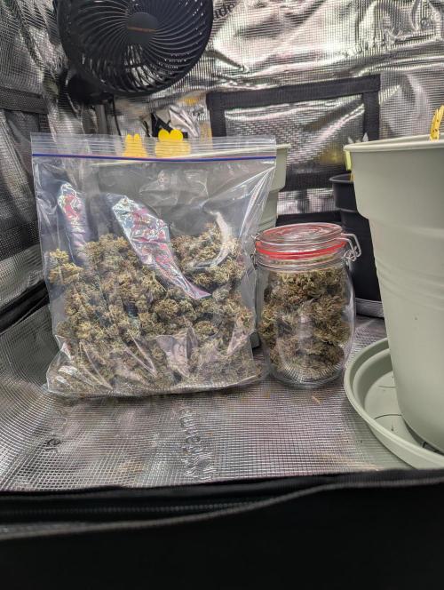 Northern Light Auto - Royal Queen Seeds. Week 10