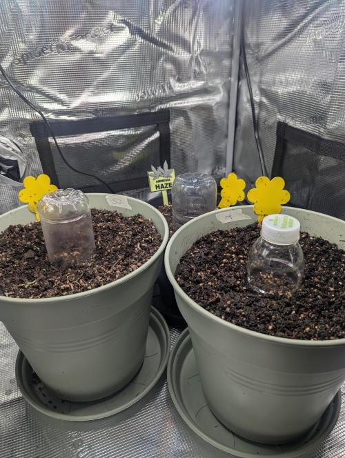 Mimosa Automatic - RQS. Week 0 - First attempt