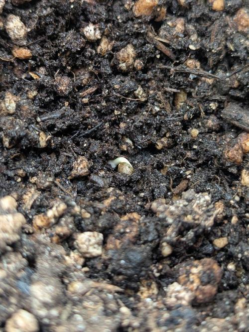 Mimosa Automatic - RQS. Week 0 - Second attempt germinated! 