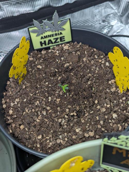 Amnesia Haze Automatic (S1) - RQS. Week 0