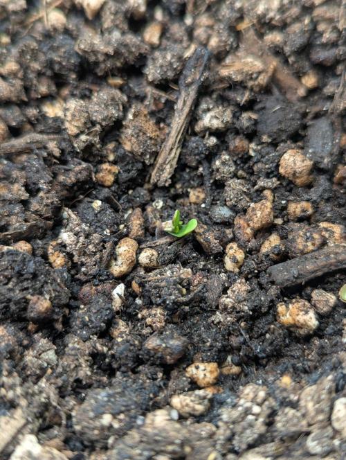 Mimosa Automatic - RQS. Week 0