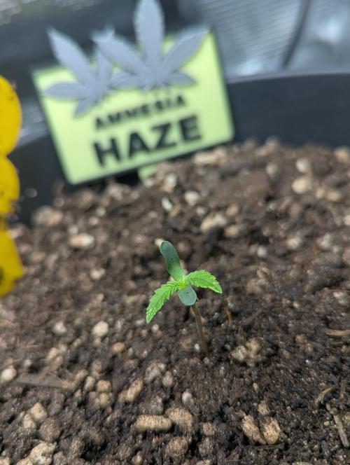 Amnesia Haze Automatic (S1) - RQS. Week 0