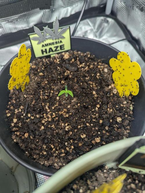 Amnesia Haze Automatic (S1) - RQS. Week 0 - Day 5: Thrip damage? 