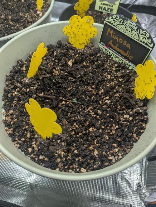 Mimosa Automatic - RQS. Week 0 - Day 2