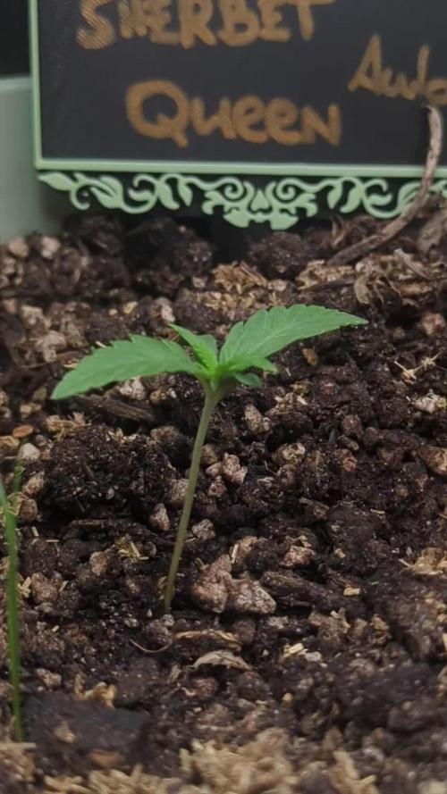 Sherbet Queen Automatic 2 | RQS