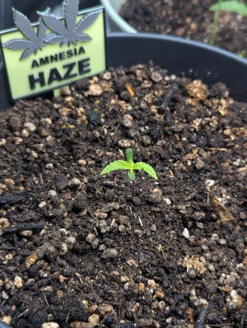 Amnesia Haze Automatic (S1) - RQS. Week 0 - Day 9: Stunted? 