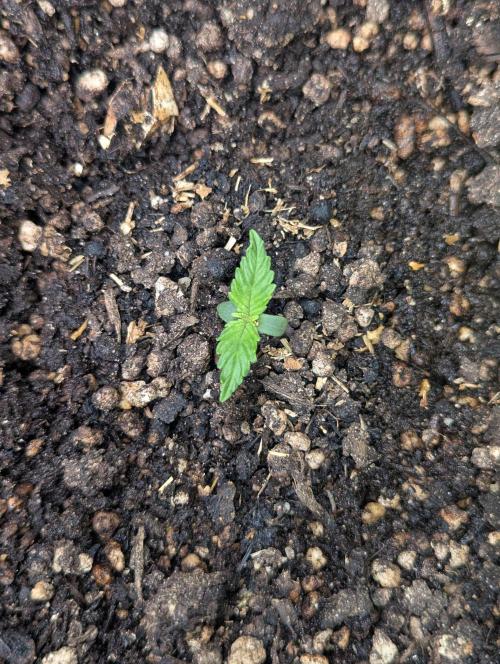 Mimosa Automatic - RQS. Week 0 - Day 6: Top view