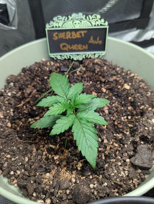 Sherbet Queen Automatic 2 | RQS. Week 1 - Day 12