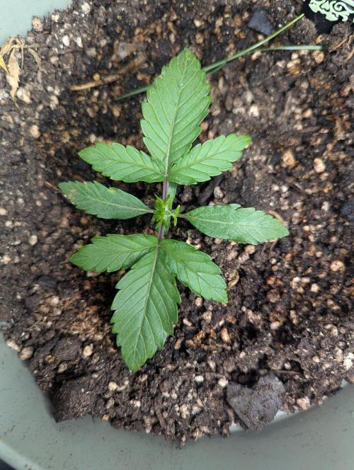 Sherbet Queen Automatic 2 | RQS. Week 1 - Day 12: Defoliation