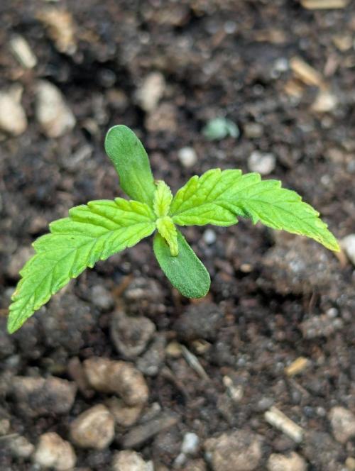 Amnesia Haze Automatic (S1) - RQS. Week 1