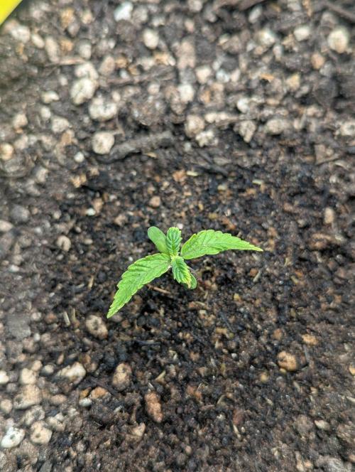 Amnesia Haze Automatic (S1) - RQS. Week 1